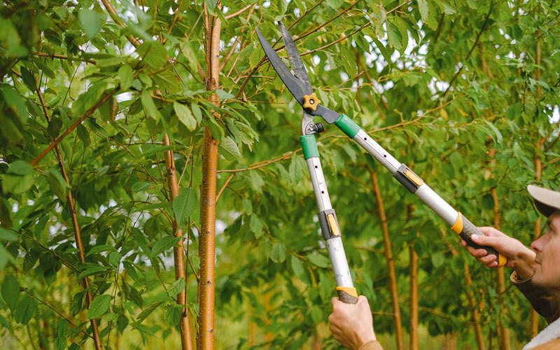 Tree trimming in Oriskany, NY